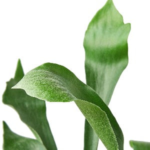 Staghorn Fern Plant