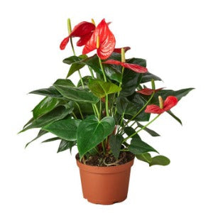 Anthurium 'Red' Plant