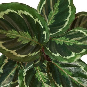 Calathea Roseopicta 'Medallion'