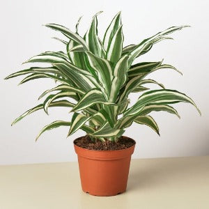 Dracaena 'Warneckii White Jewel' Plant