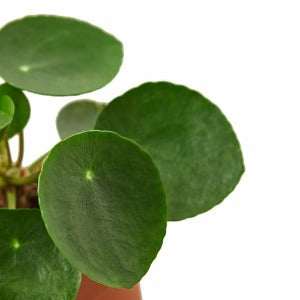 Pilea Peperomioides 'Chinese Money'