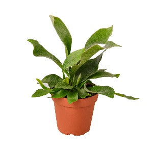 Staghorn Fern Plant