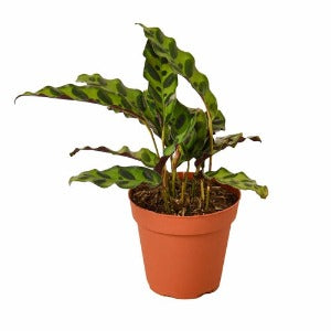 Calathea Lancifolia 'Rattlesnake' Plant