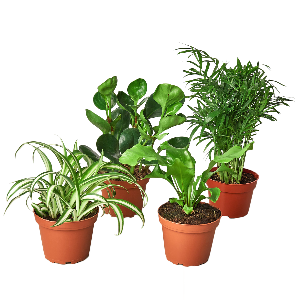 Pet Friendly Variety Plant Bundle