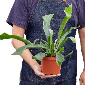 Staghorn Fern Plant