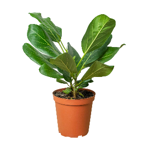 Ficus elastica