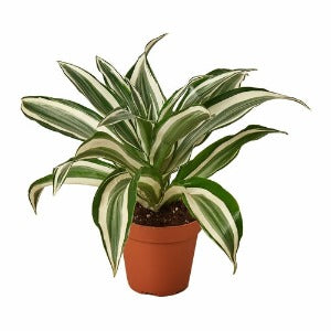 Dracaena 'Warneckii White Jewel' Plant