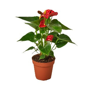 Anthurium 'Red' Plant