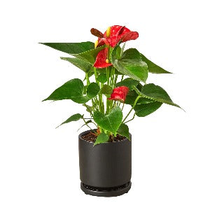 Anthurium 'Red' Plant