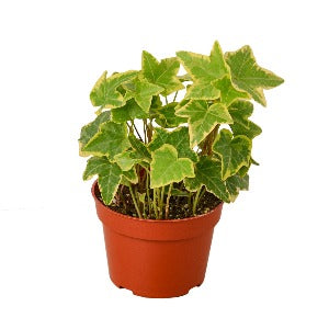 English Ivy Gold Child Plant