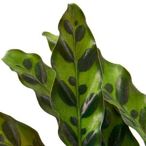 Calathea Lancifolia 'Rattlesnake' Plant