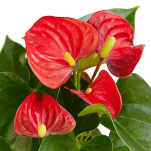 Anthurium 'Red' Plant