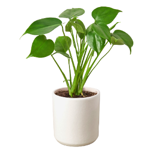 Philodendron Monstera Split-Leaf