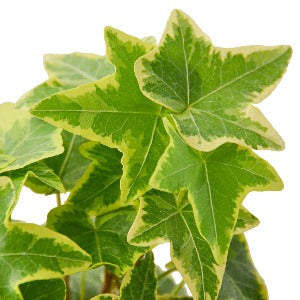 English Ivy Gold Child Plant