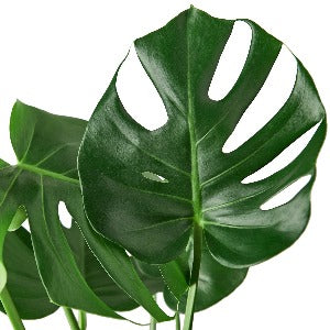 Philodendron Monstera Split-Leaf