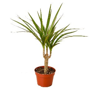 Dracaena Marginata Cane