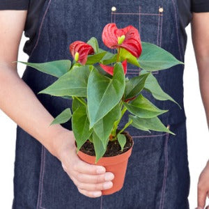 Anthurium 'Red' Plant