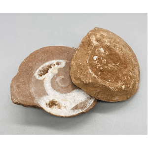 Ammonite Fossil pair