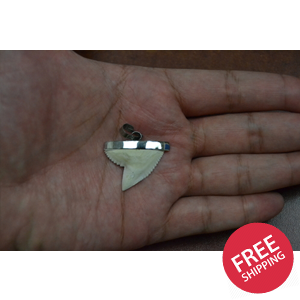 Modern Tiger Shark Teeth Silver Cap Pendant