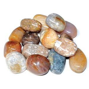 Fossil Coral tumbled stones 1 lb