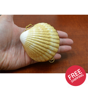 Yellow Cup Shell Trinket Box