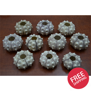 Purple Sputnik Sea Urchins 12 Pcs