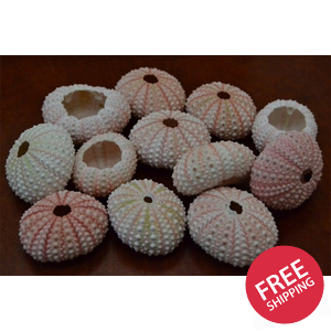 Pink Sea Urchins 100 Pcs