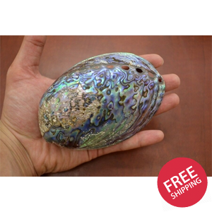 Polished Paua Haliotis Iris Abalone Seashell