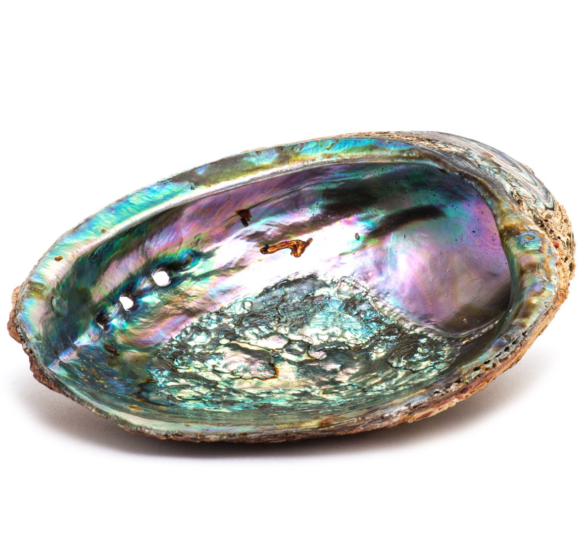 Smudge Ash Tray and Burner - Abalone shell - Large 5"-6.5"