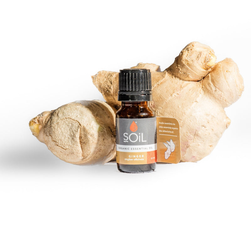 Organic Ginger Essential Oil (Zingiber Officinale)