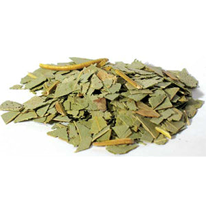 Eucalyptus cut (Eucalyptus globulus) - Wiccan Place