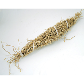 Patchouli Root 1 root bundle (Pogostemon cablin) - Wiccan Place