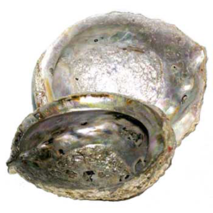 Abalone Shell incense burner 5"- 6" - Wiccan Place