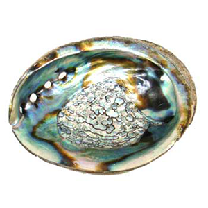 Abalone Shell burner 4"-5" - Wiccan Place