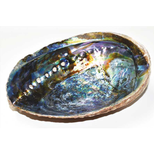 Abalone Shell incense burner (A quality) 6"- 7" - Wiccan Place