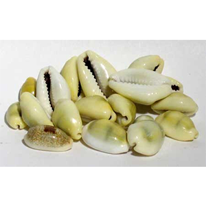 Cowrie Shells - Wiccan Place