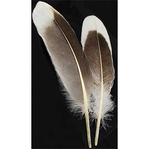 Natural Gray Goose feather - Wiccan Place