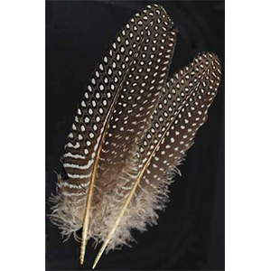 Guinea Hen Wing feather - Wiccan Place