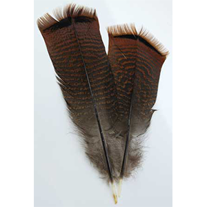 Bronze Pre-tail Turkey feather - Wiccan Place