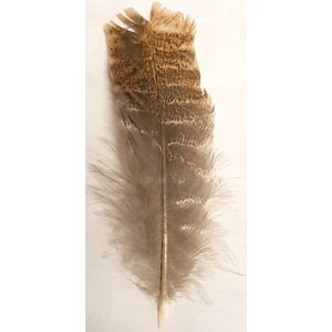 Barred Wing Smudging Feather 12" - Wiccan Place