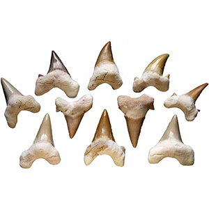 Shark Teeth - Wiccan Place