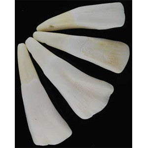 Water Buffalo Tooth - Wiccan Place