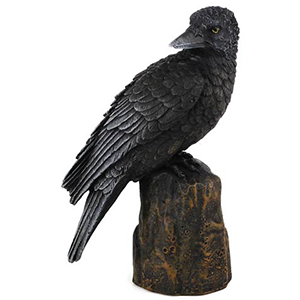 Backward Looking Raven 6" - Wiccan Place