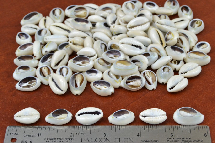 Bulk Cut Loose Cowrie Shell 1 Pound