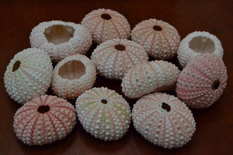 Pink Sea Urchins 100 Pcs
