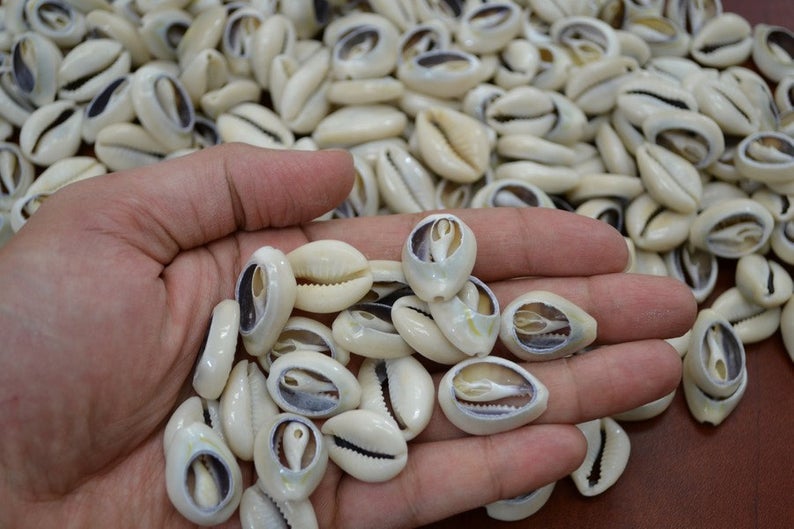 Bulk Cut Cowrie Loose Seashell 220 Pcs