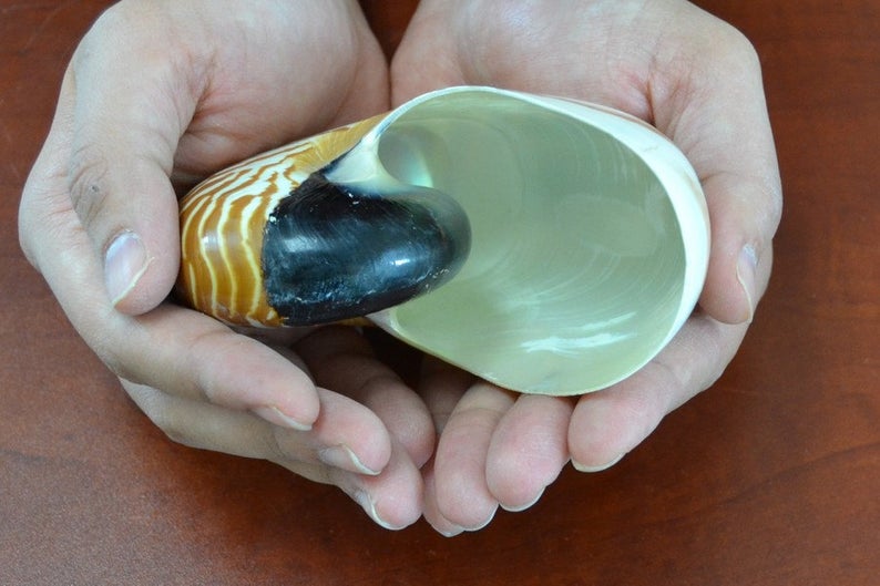 Brown Tiger Striped Chambered Nautilus Shell 4-5"