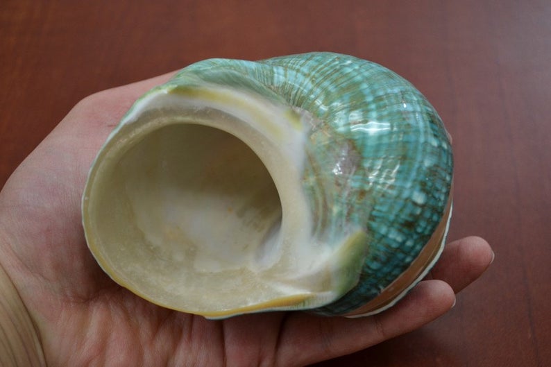 Green Banded Mother of Pearl Shell 4"