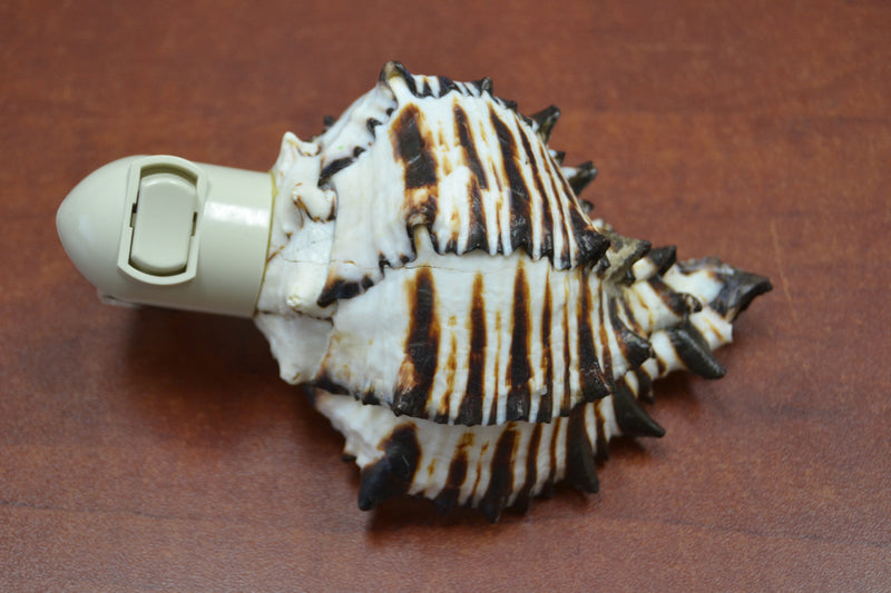 Black Murex Seahell Shell Nightlight