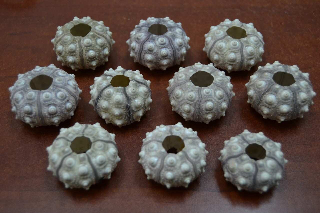 Purple Sputnik Sea Urchins 12 Pcs